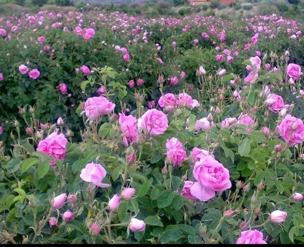 Kasbah Ait Kassi 호텔 Boumalne 외부 사진